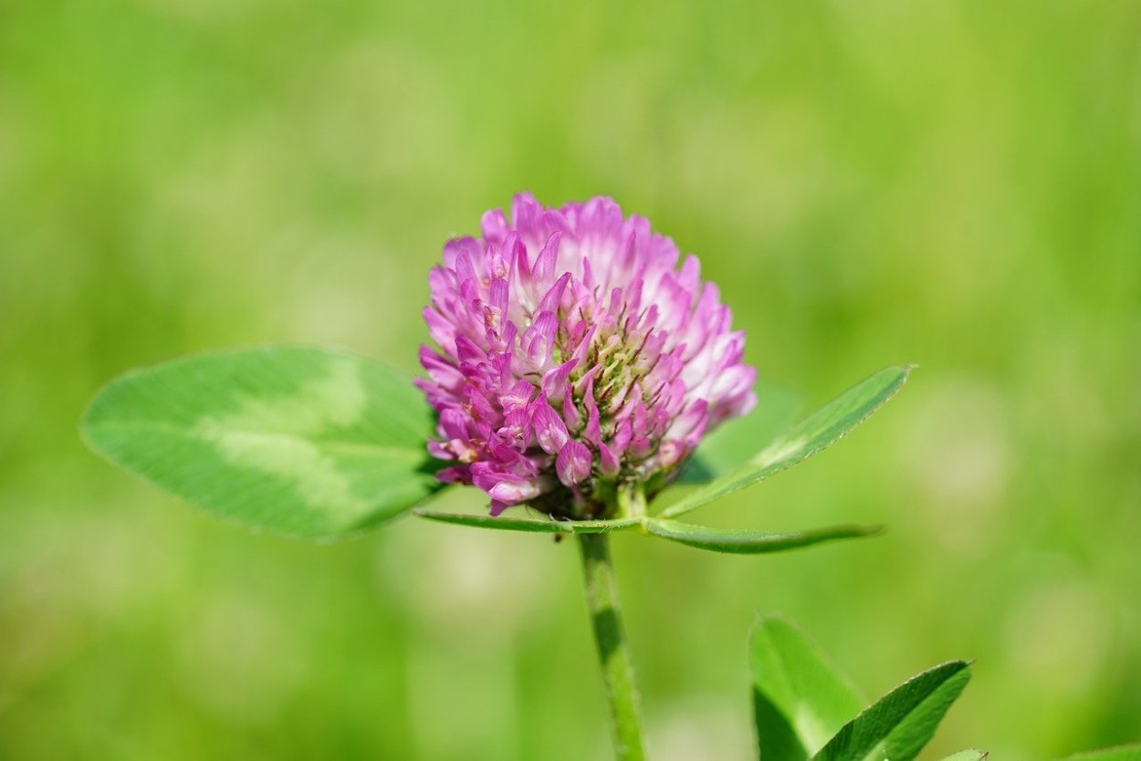 Клевер красный (Trifolium Rubens)