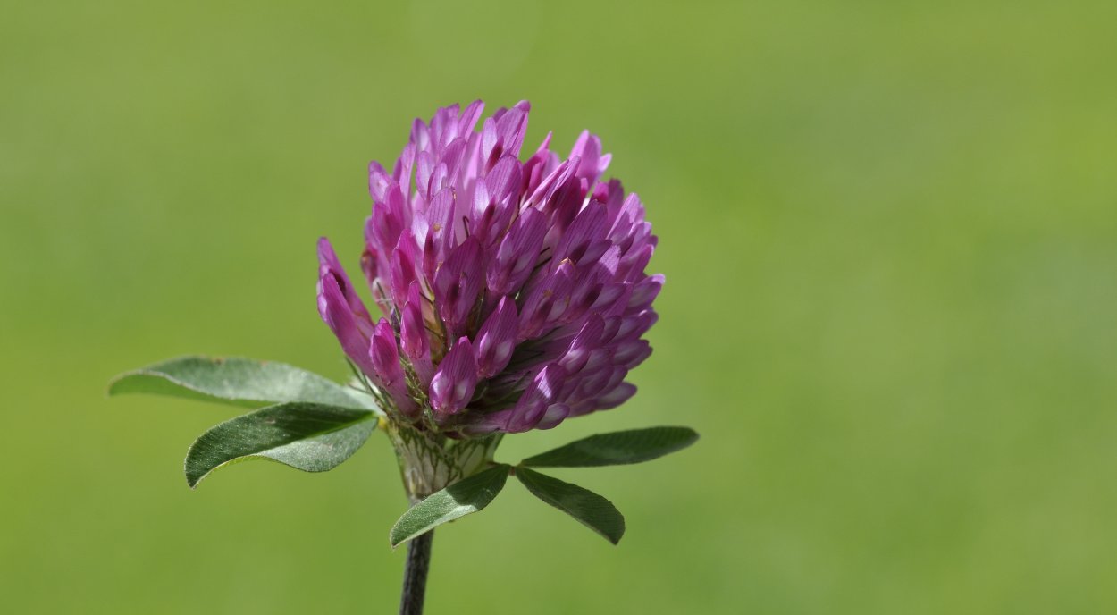 Клевер Луговой отцветает