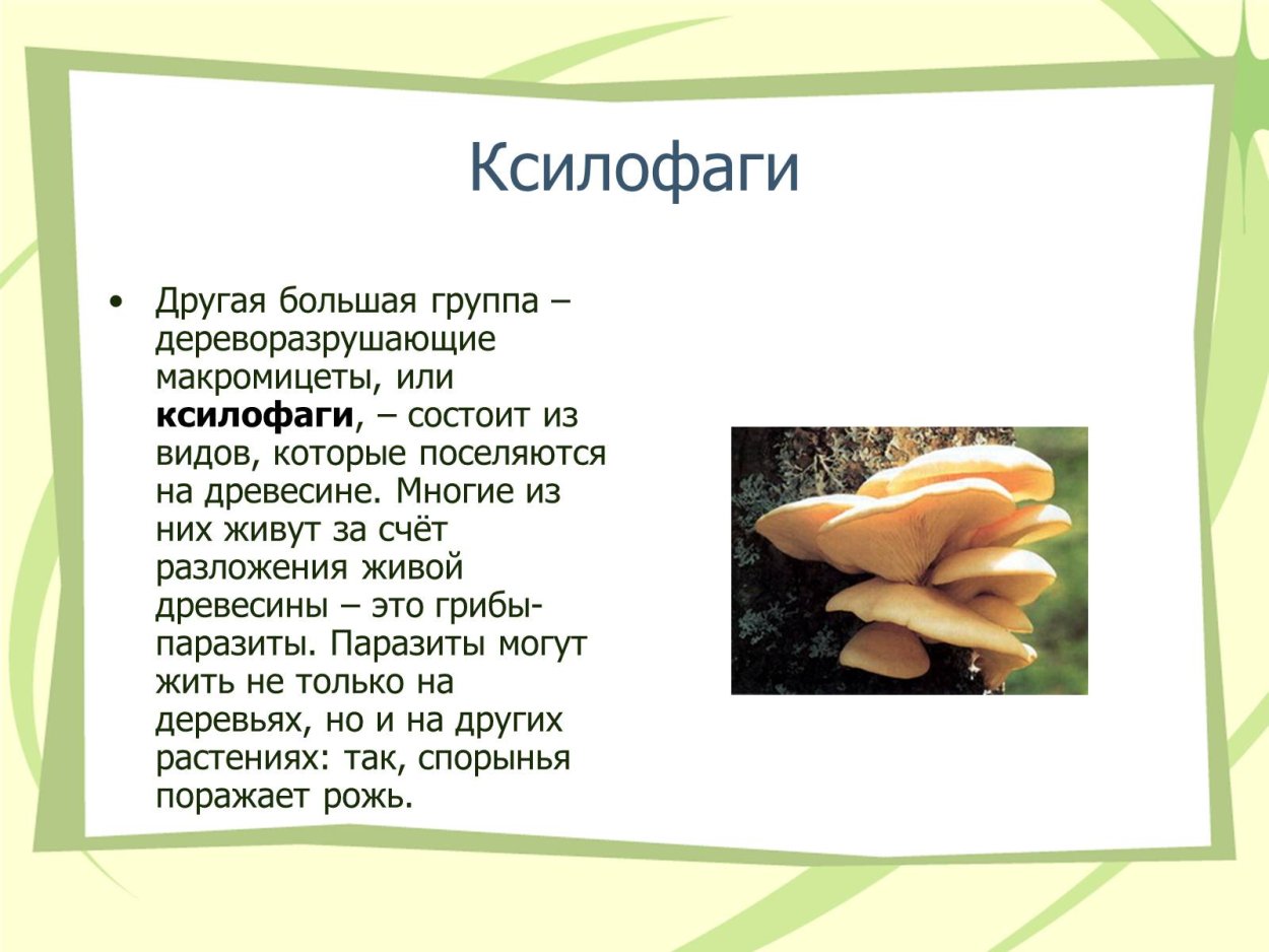 Дрожалковые грибы Tremella SPP.