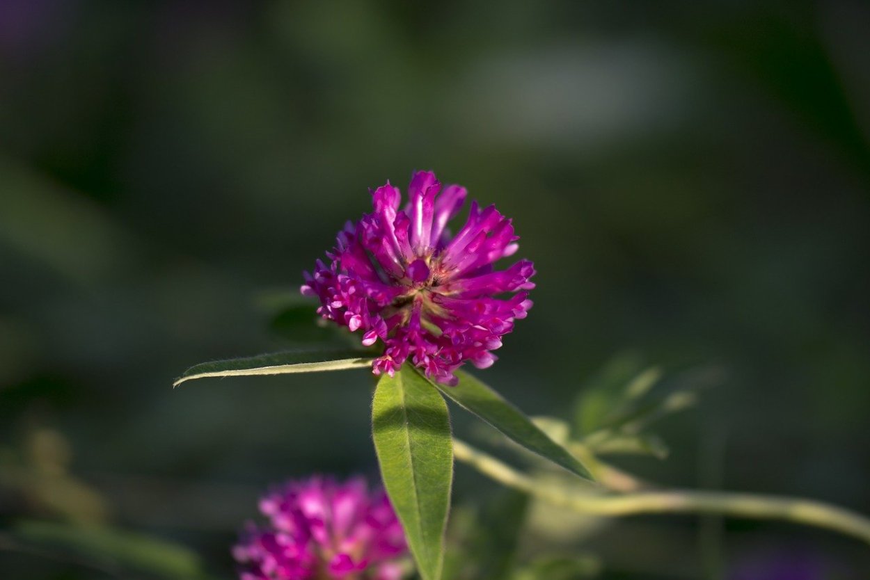 Цветки красного клевера