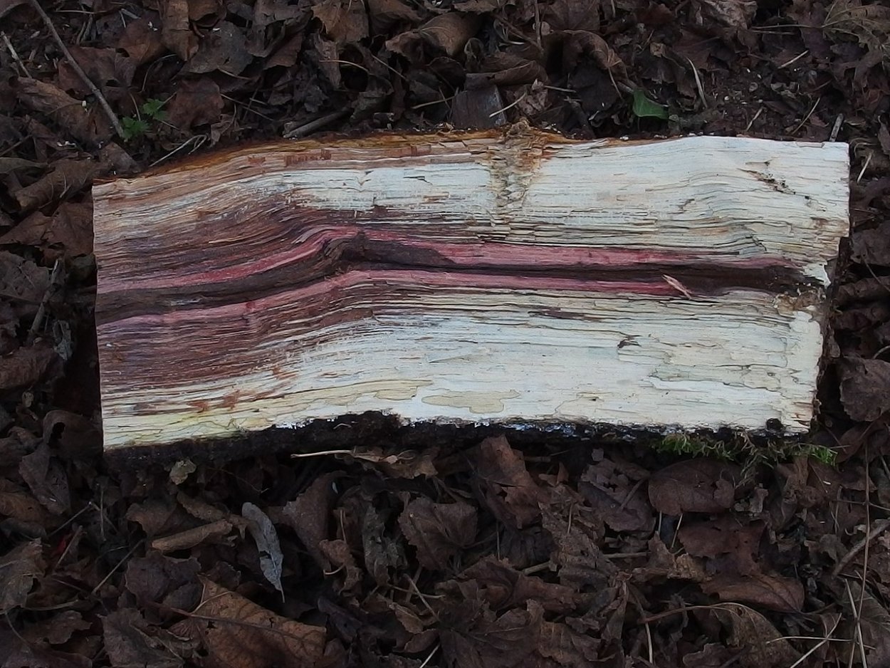 Пороки древесины сухобокость