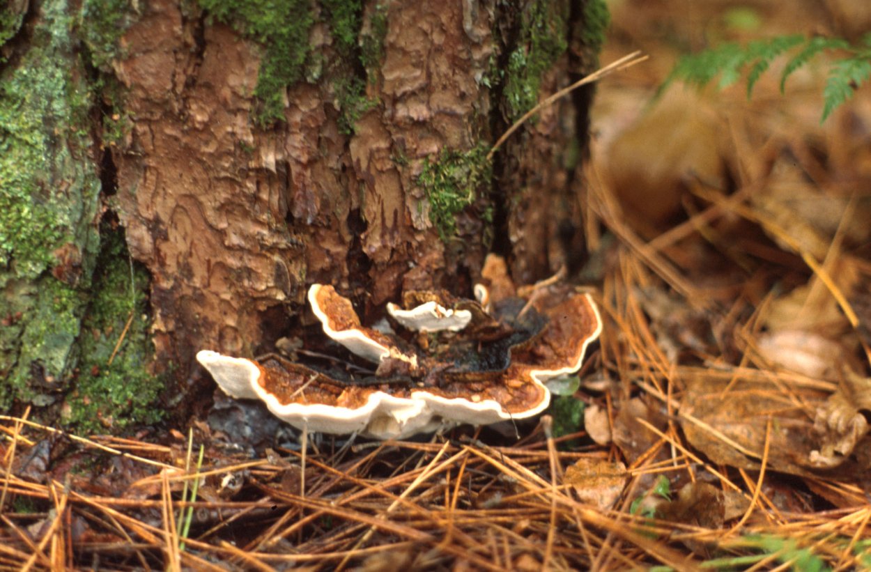 Грибы вербянки