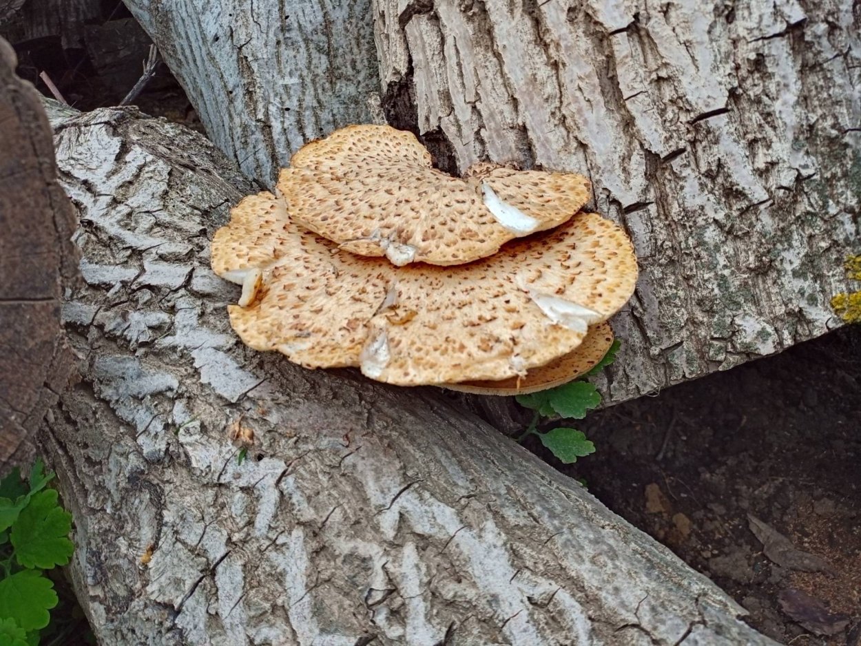 Дереворазрушающие грибы