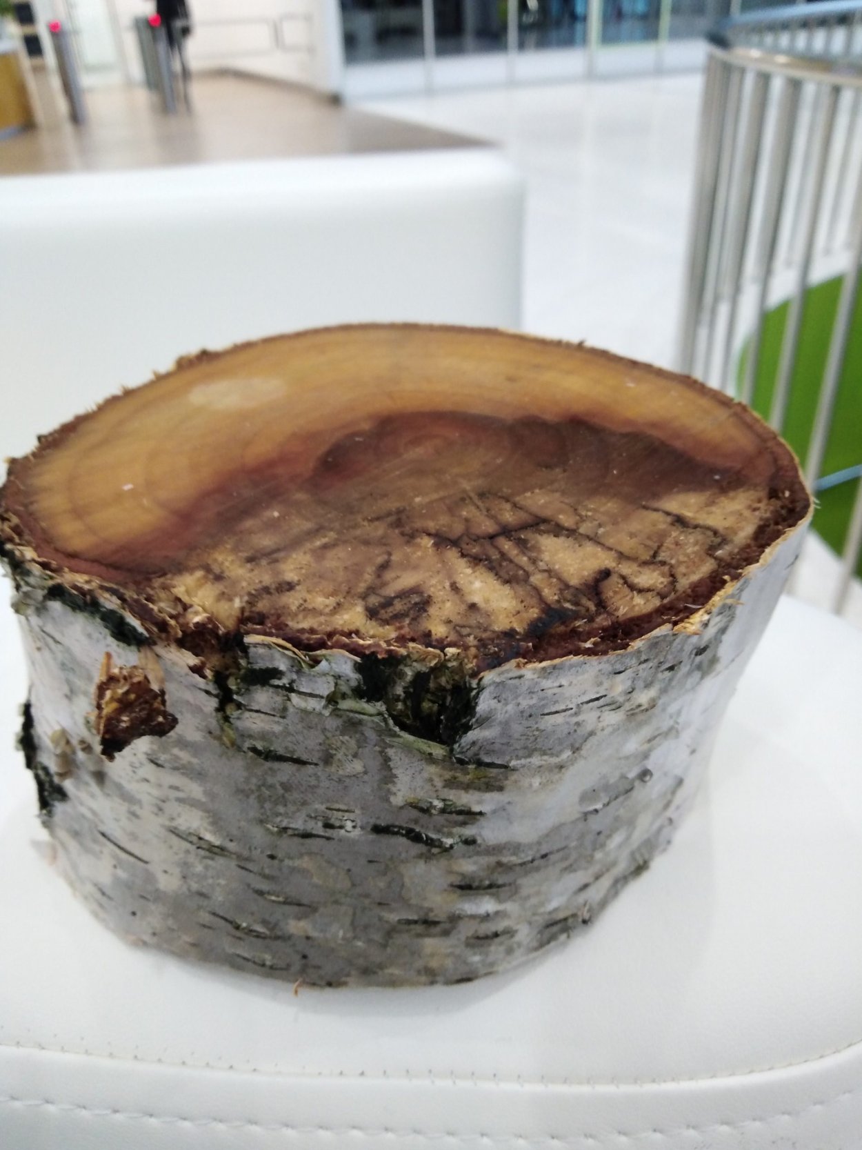 Плодовые тела аскомицетов