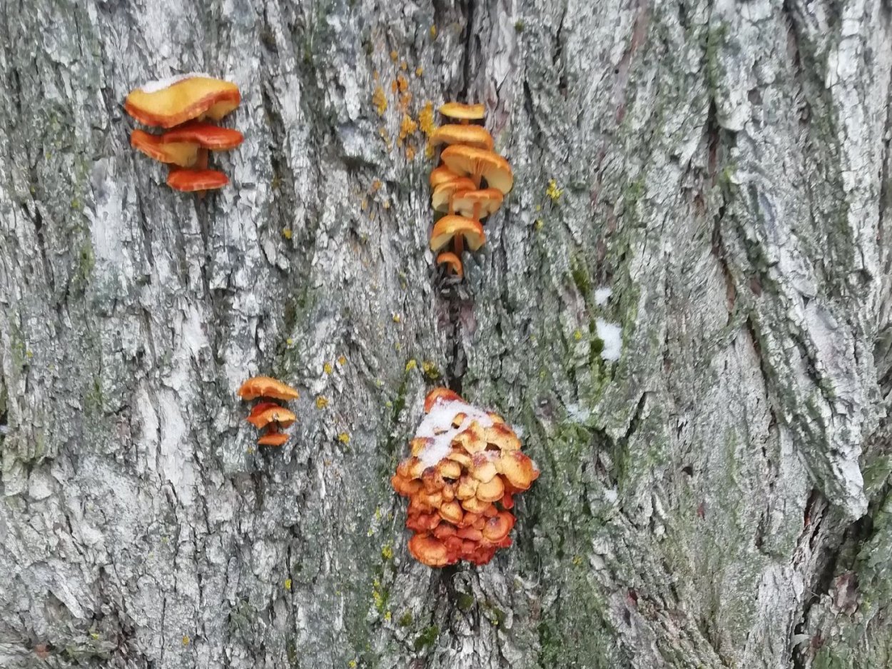 Основное строение тела шляпочного гриба