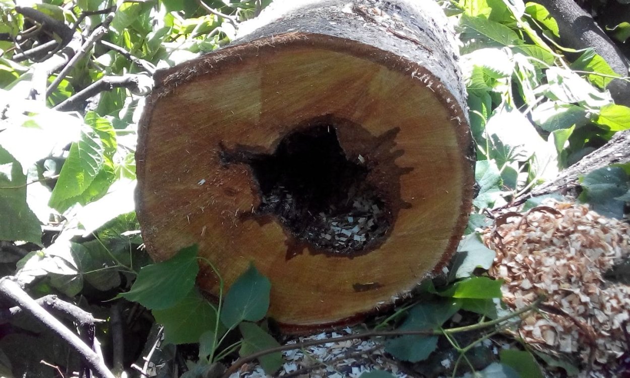 Плодовое тело fomes fomentarius