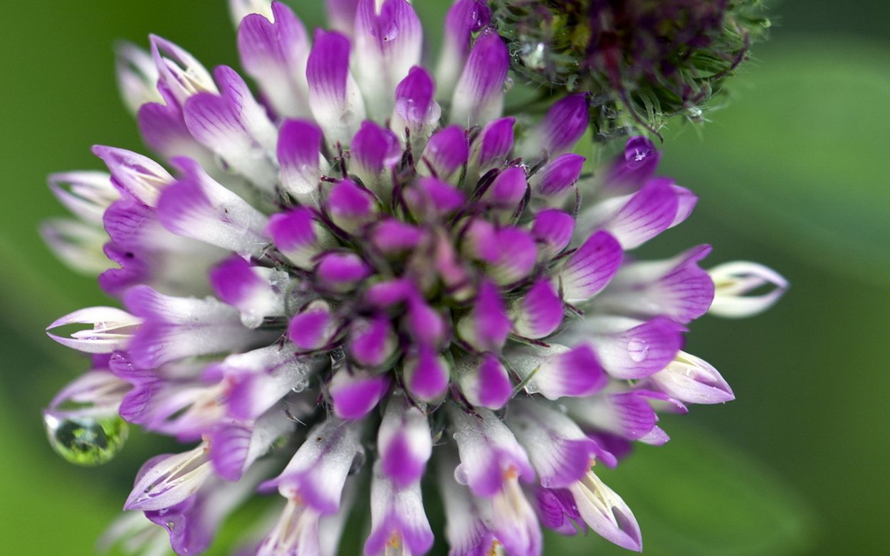 Макро цветы Клевер