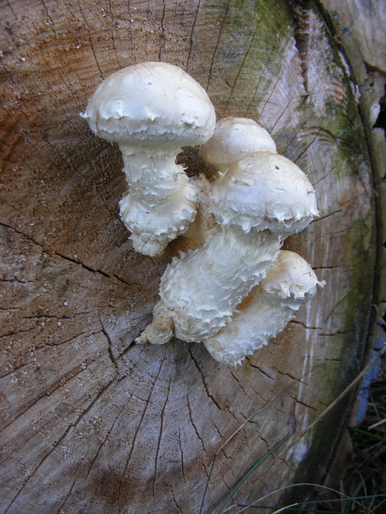 Плесневые грибы на древесине