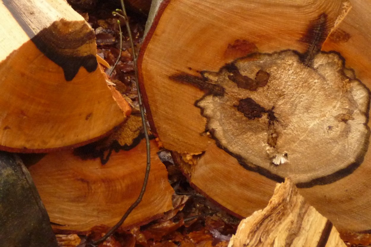 Дереворазрушающие грибы