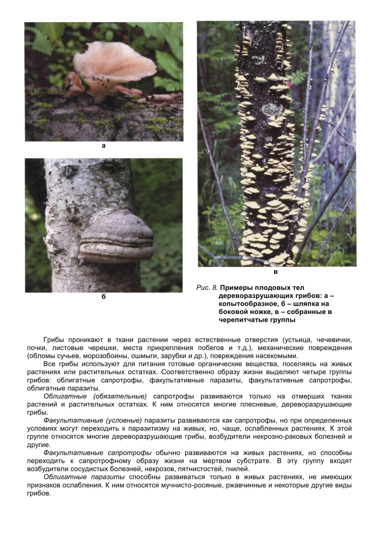 Phellinus populicola
