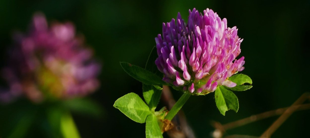 Клевер Луговой бутонизации