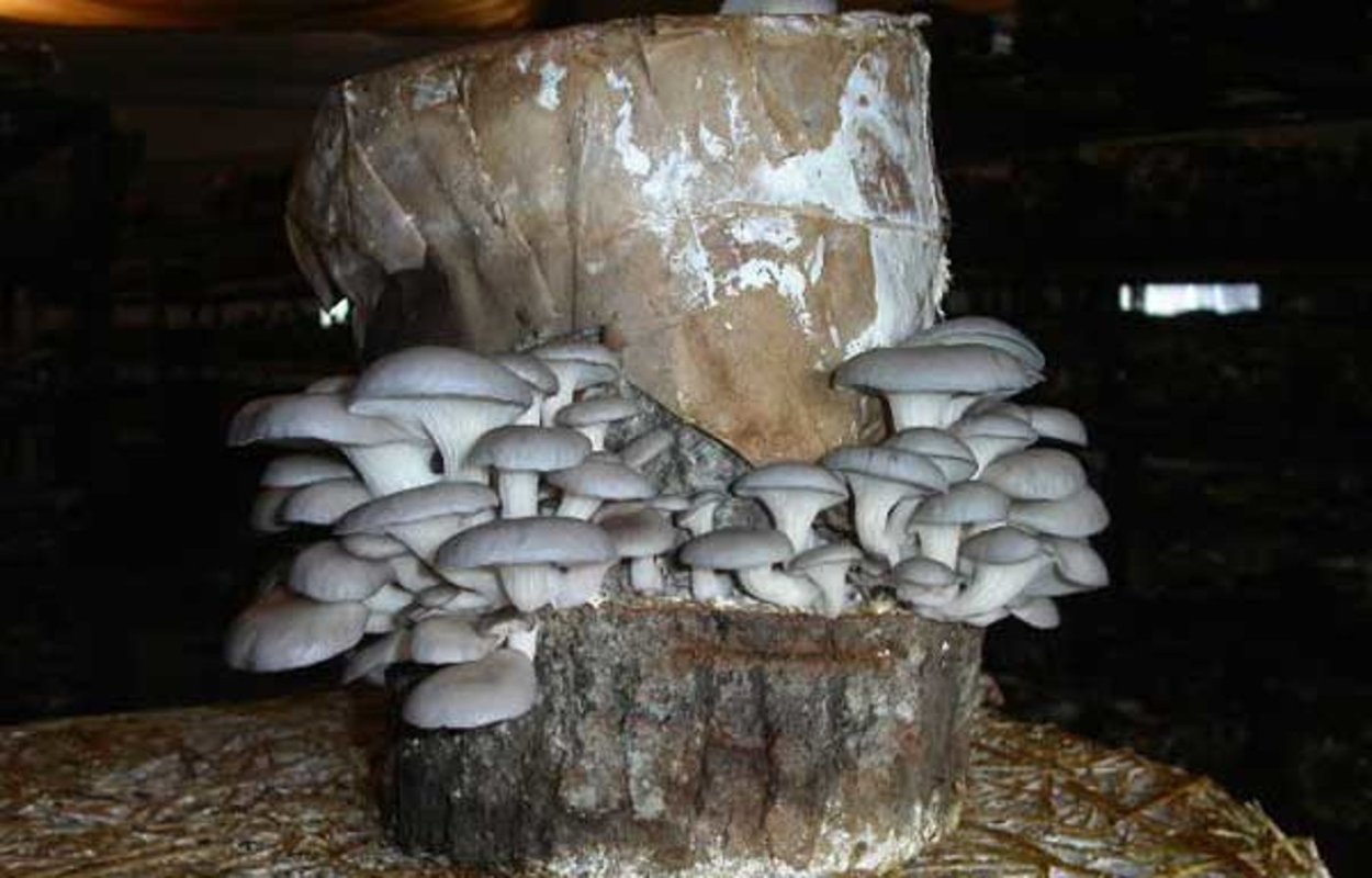 Порок древесины пятнистость