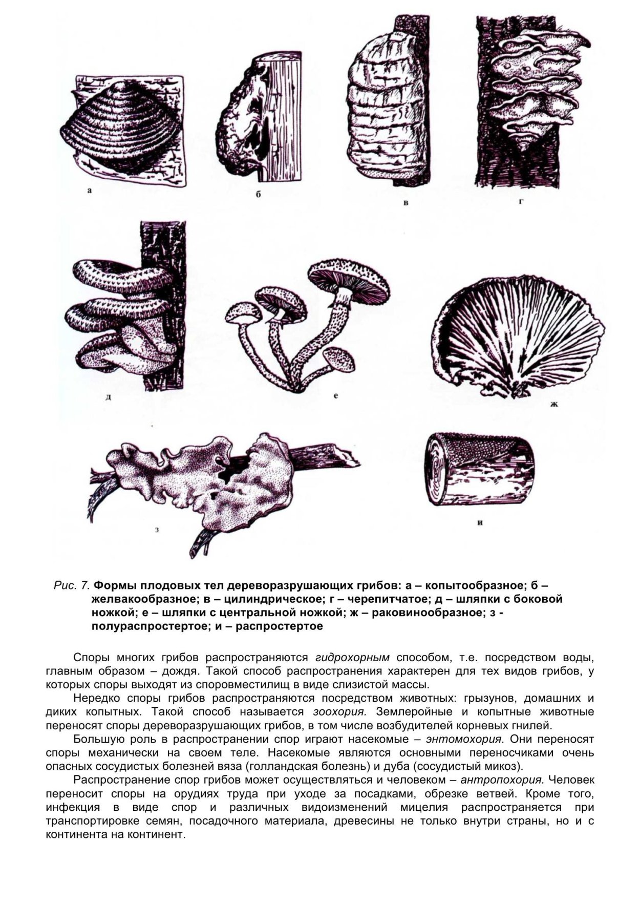 Сумчатый гриб дереворазрушающий