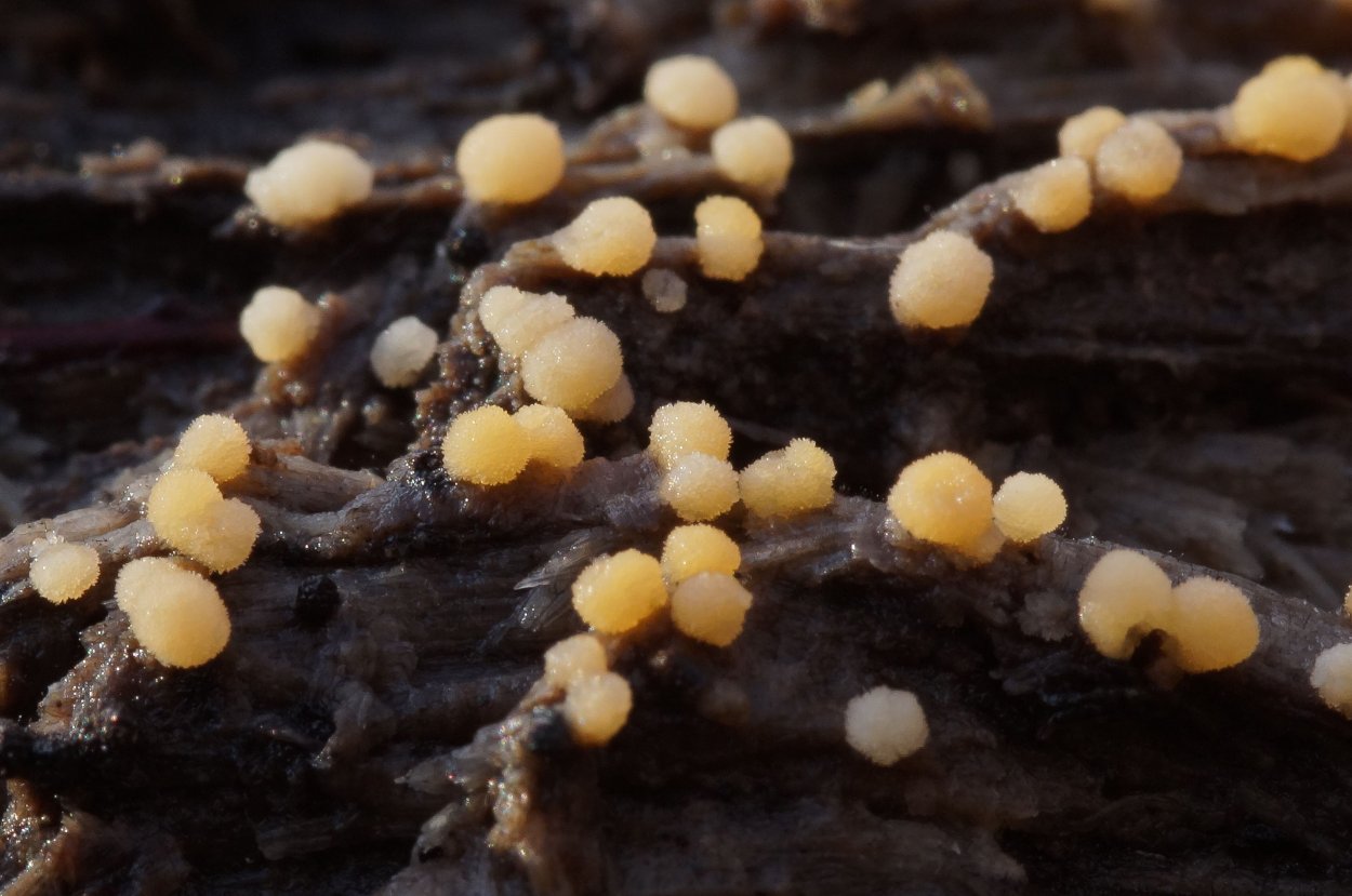 Грибы на гнилых пнях