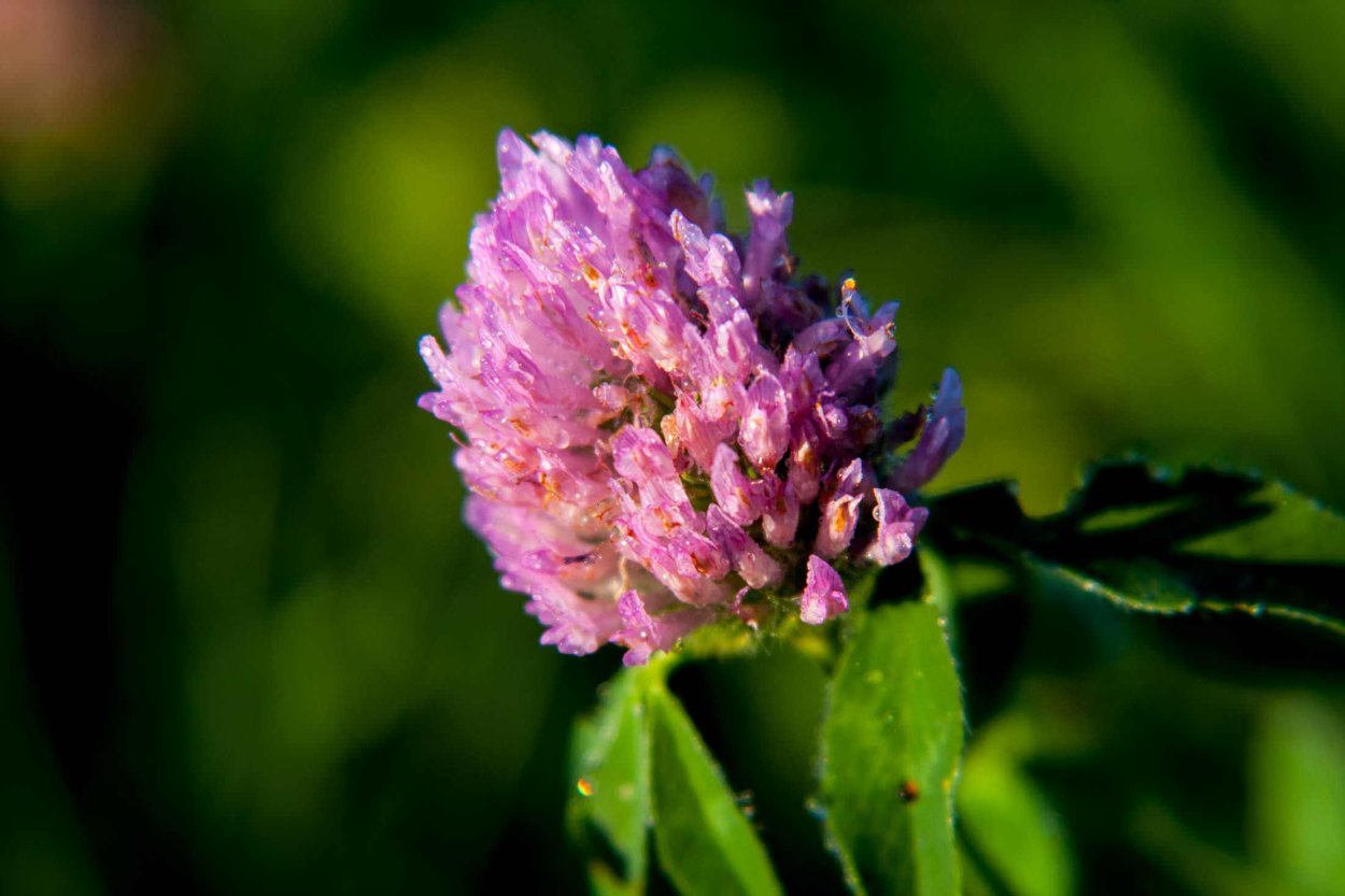 Клевер мохнатый