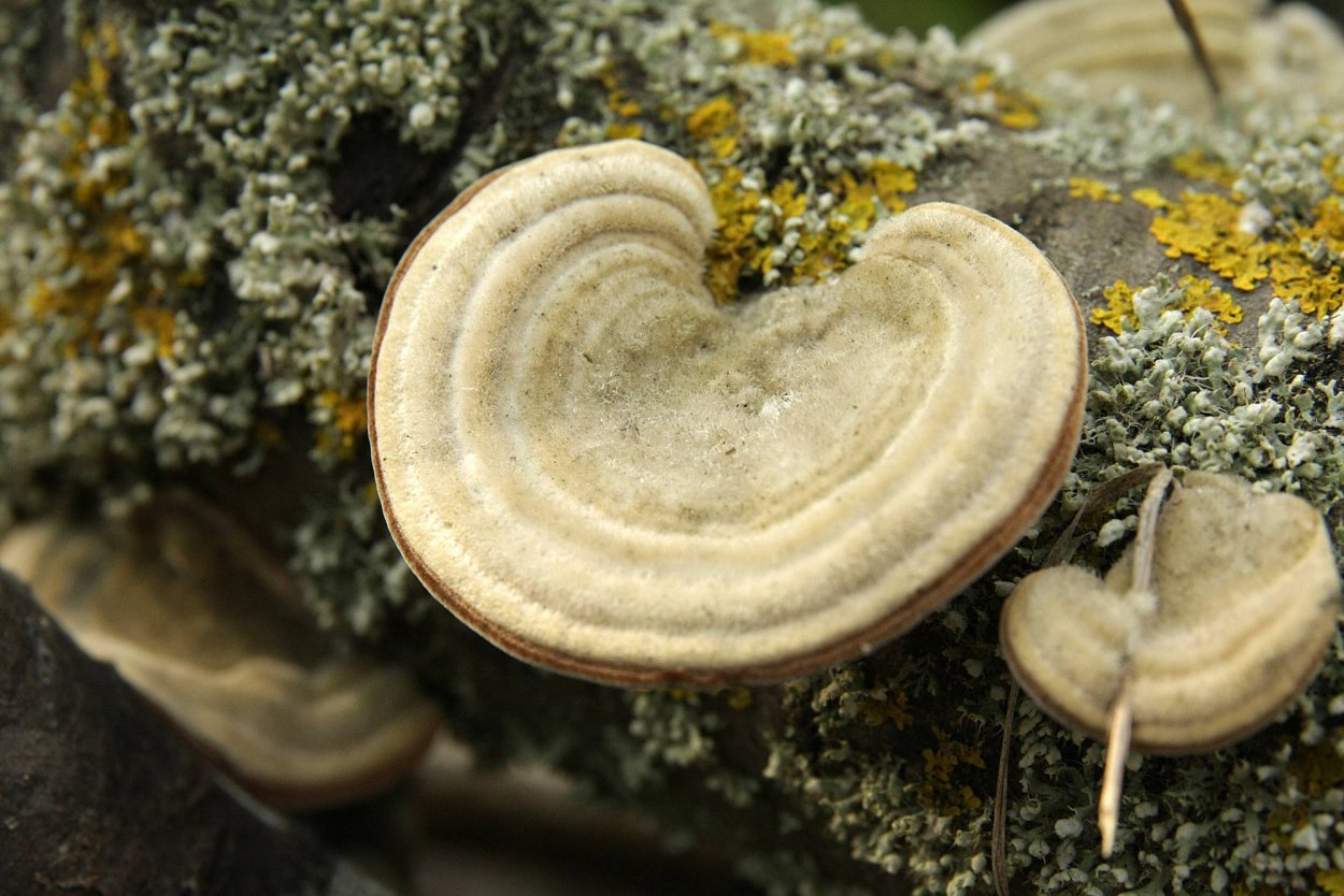 Грибы на стволе дерева