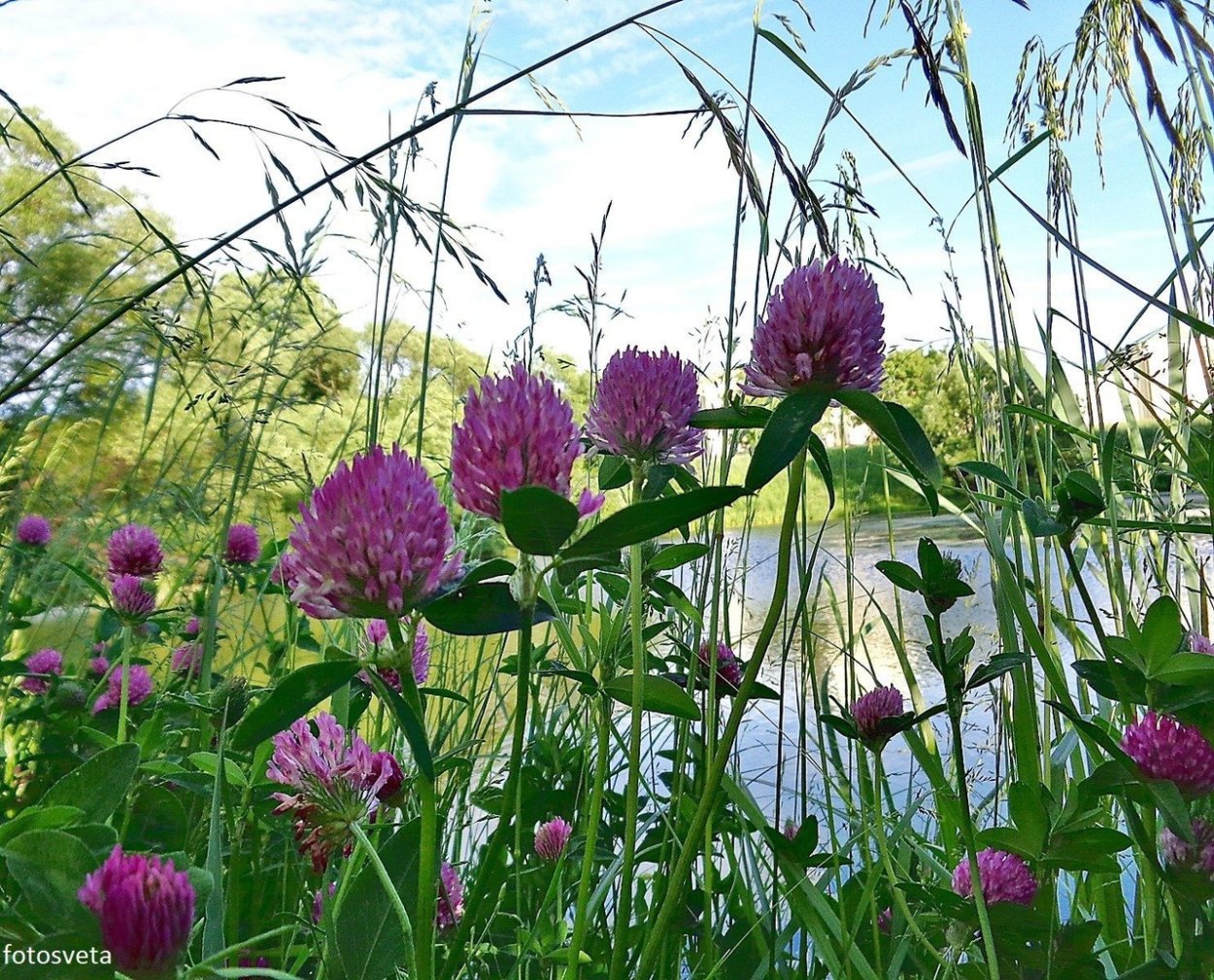 Клевер горный Мордовии