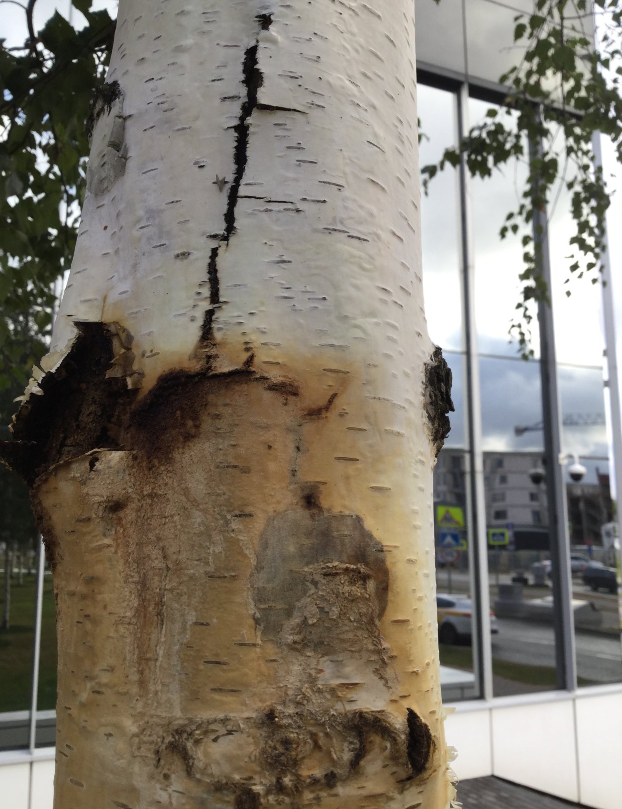 Самый большой белый гриб