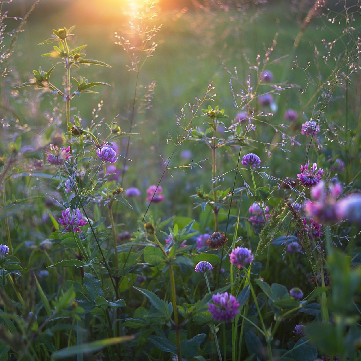 Полевые цветы в росе
