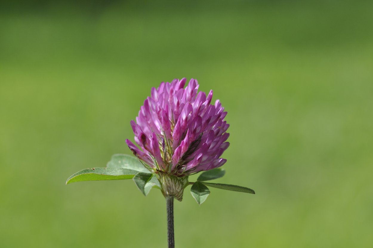Полевые цветы Клевер Луговой