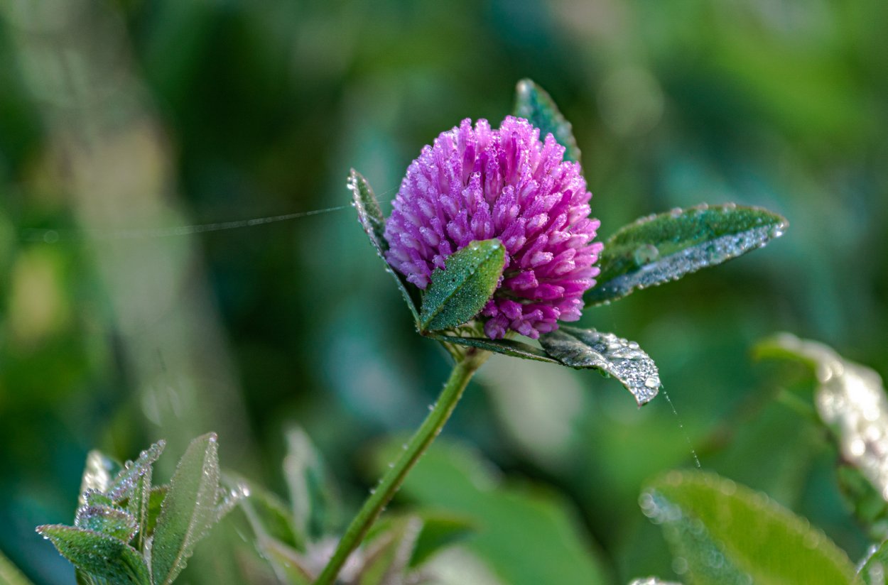 Клевер Луговой Метеор