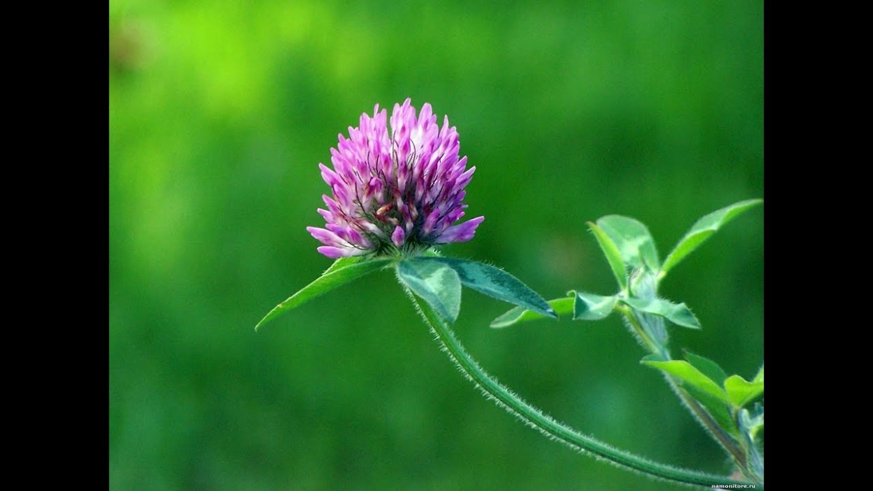 Сбор клевера Лугового