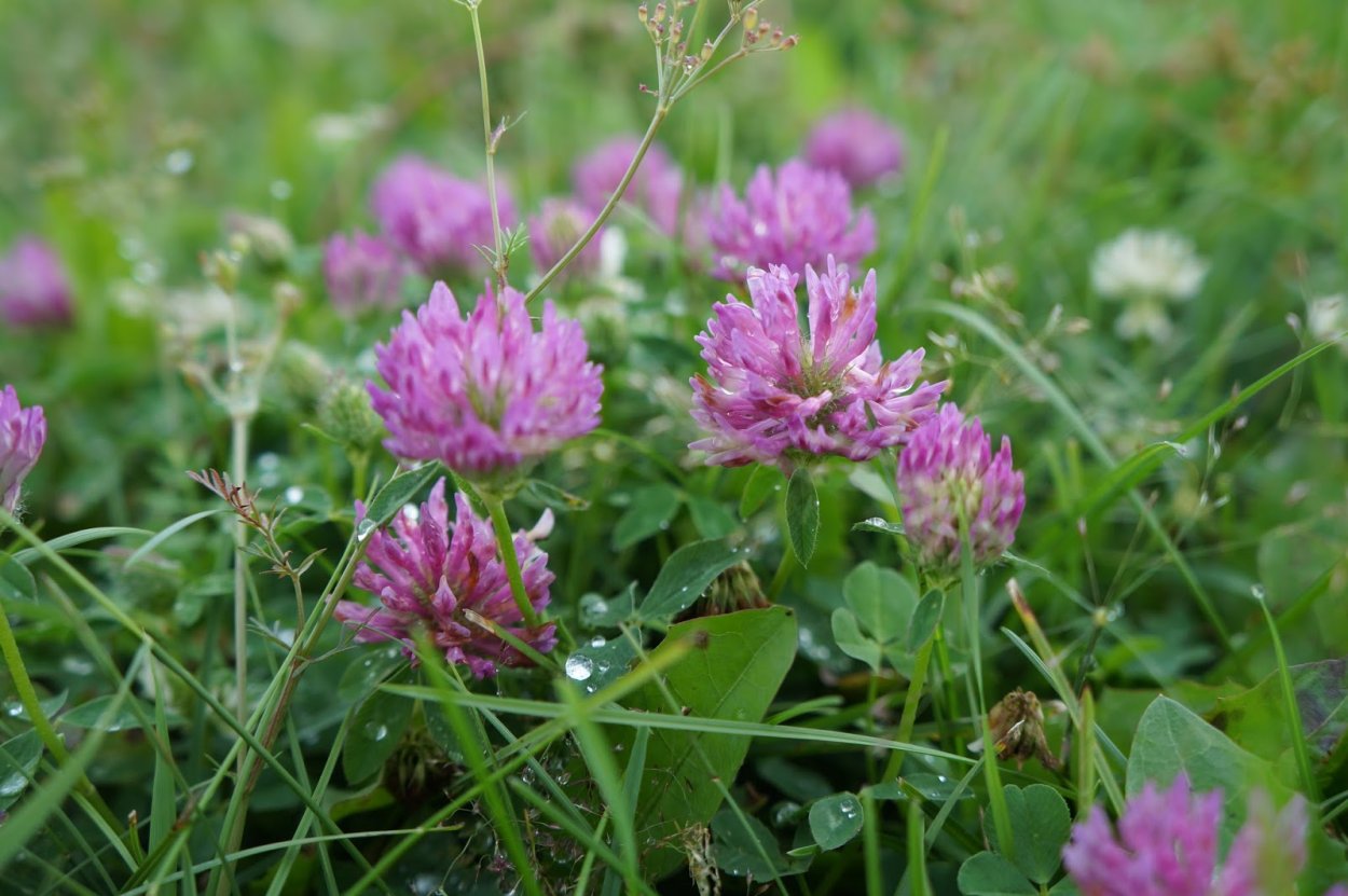 Клевер Луговой растет на лугу