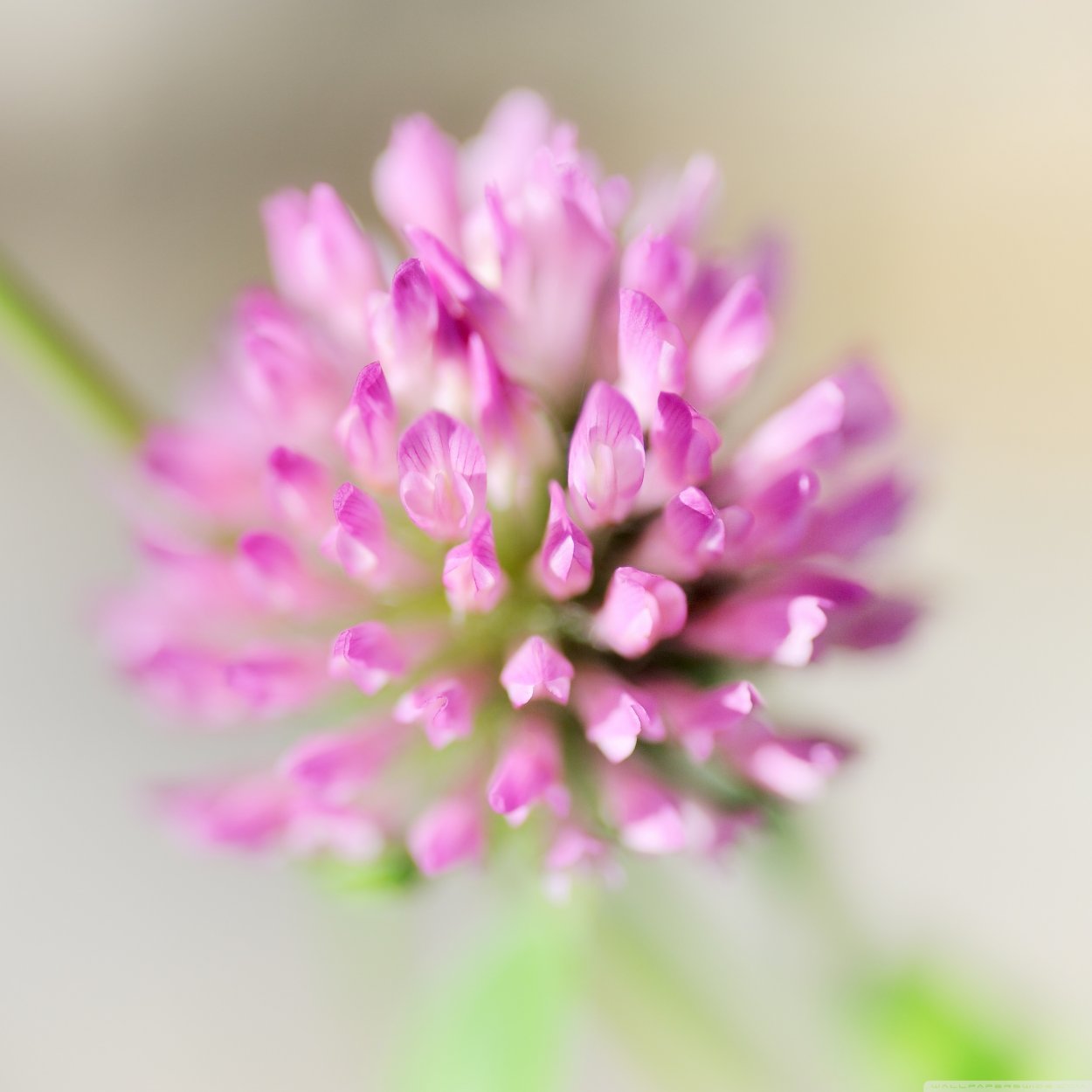 Клевер макро