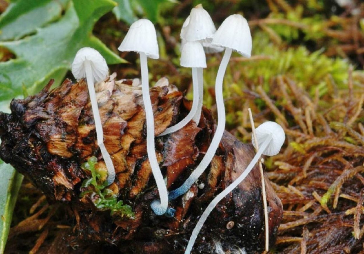 Мицена синеногая (Mycena cyanorrhiza)