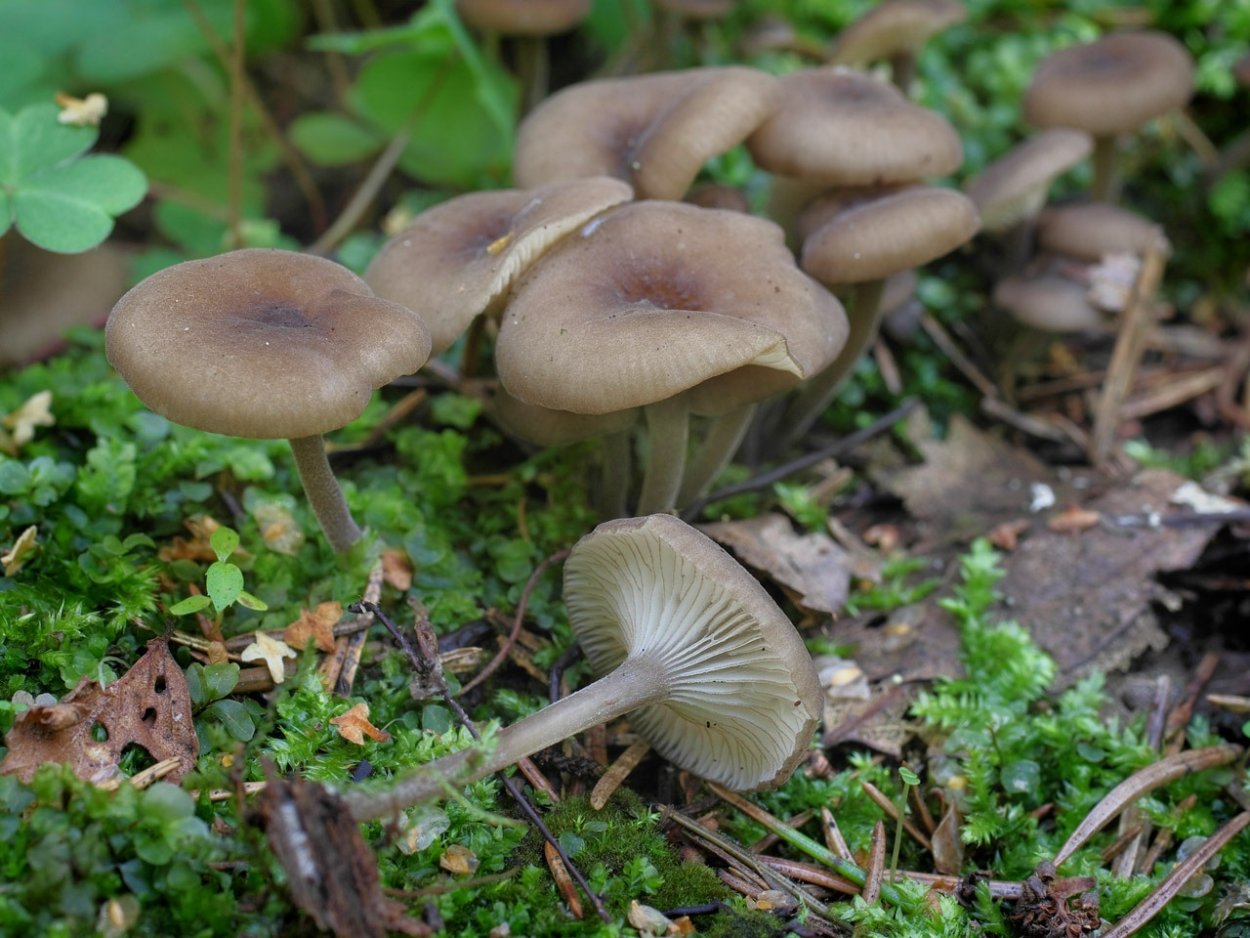 Hydropus marginellus