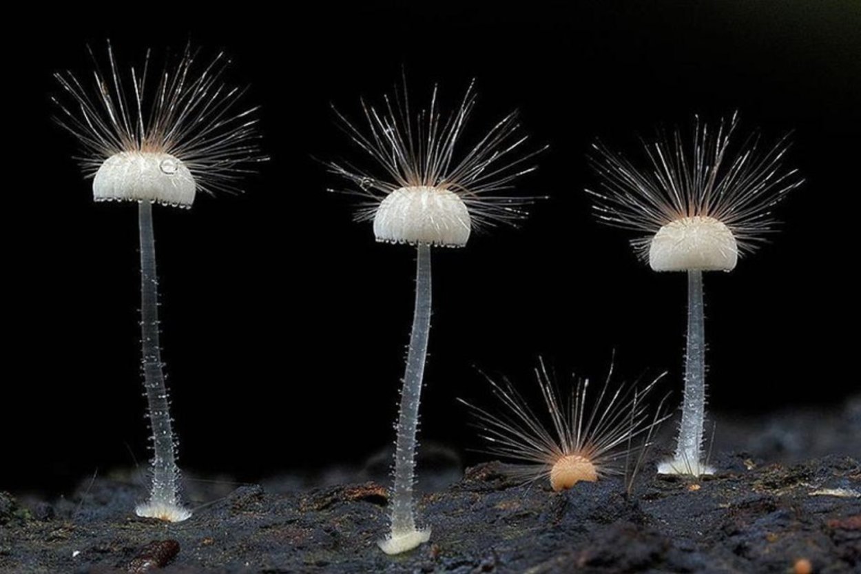 Psilocybe Cubensis Orissa