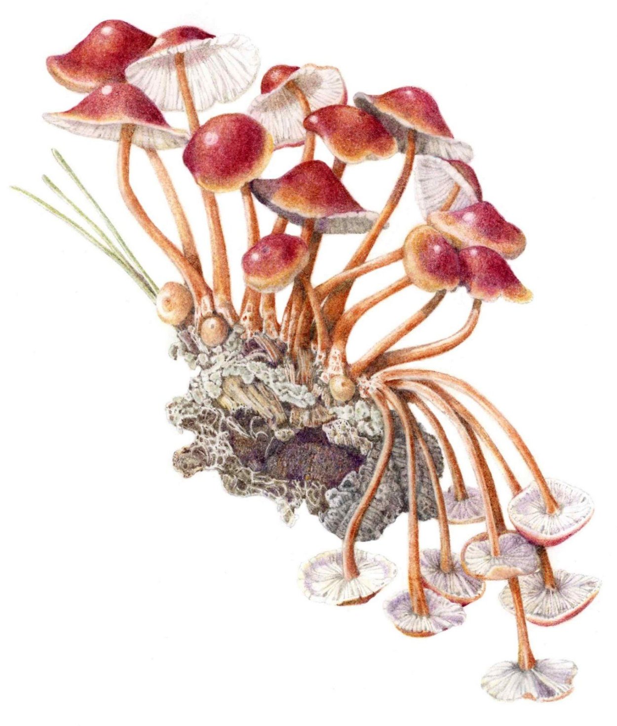 Галлюциногенные грибы лсд