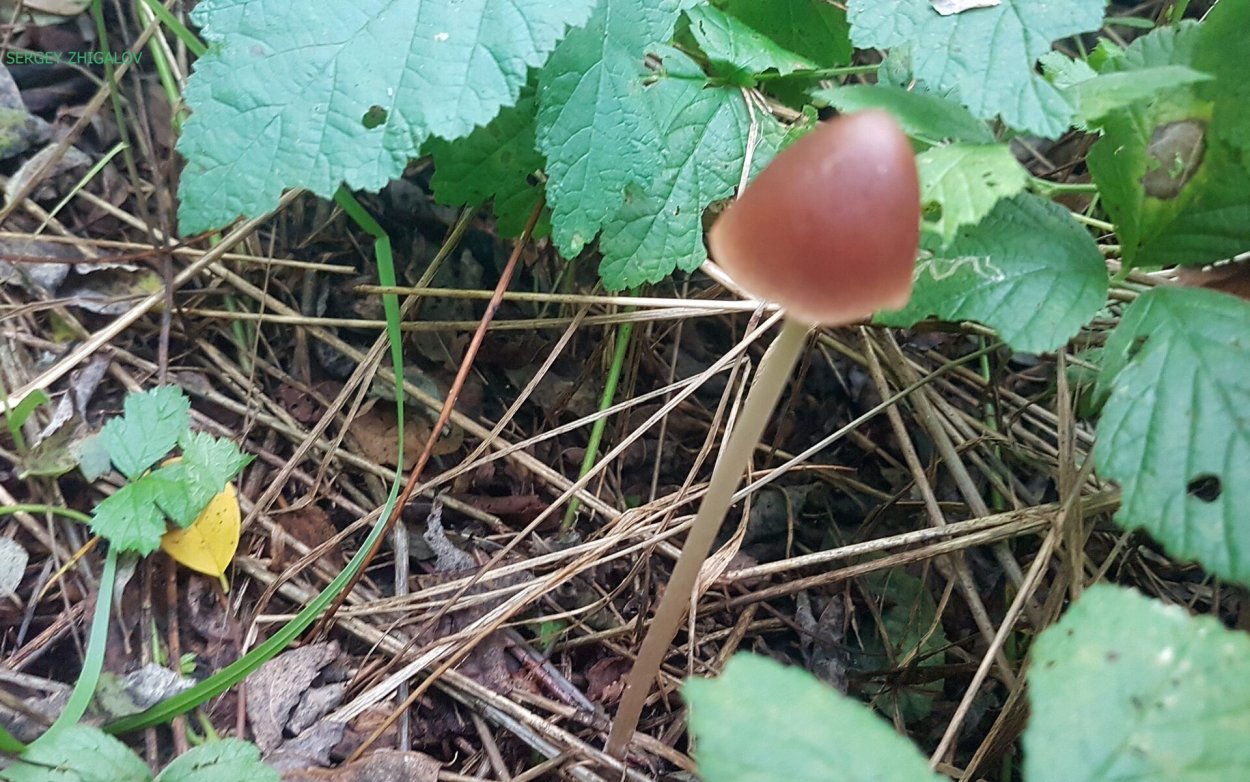 Грибы Кавказа съедобные