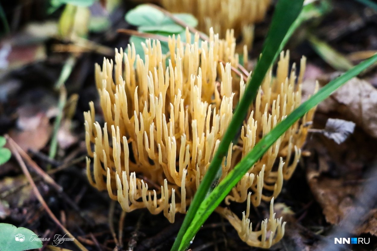 Грибы съедобные Кавказа грибы Северного Кавказа