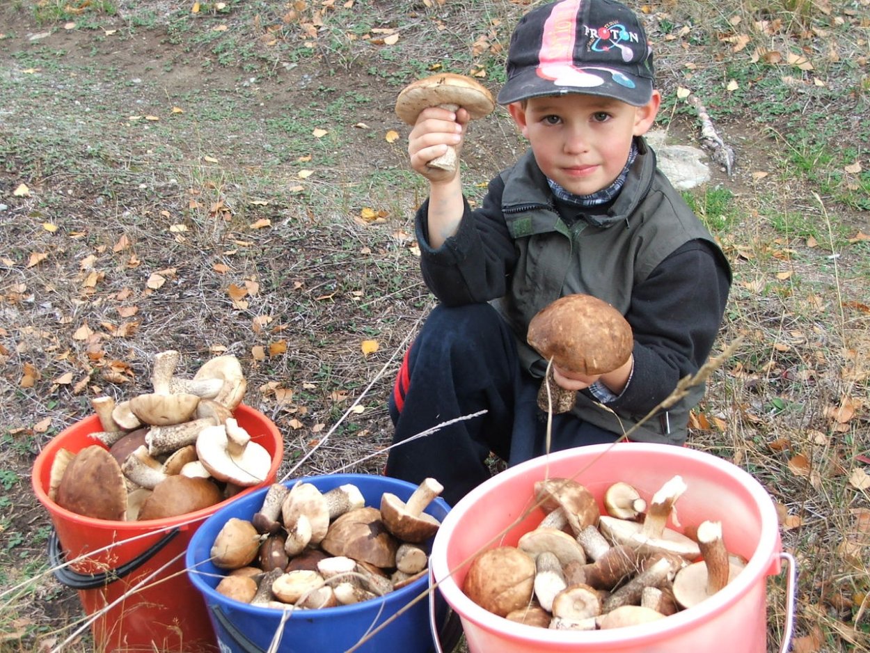 Подберезовик Грабовик