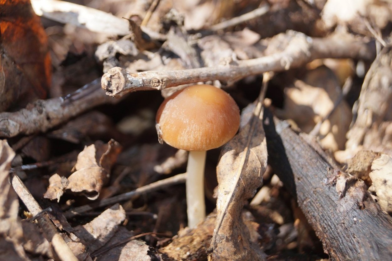 Болетус красивоножковый