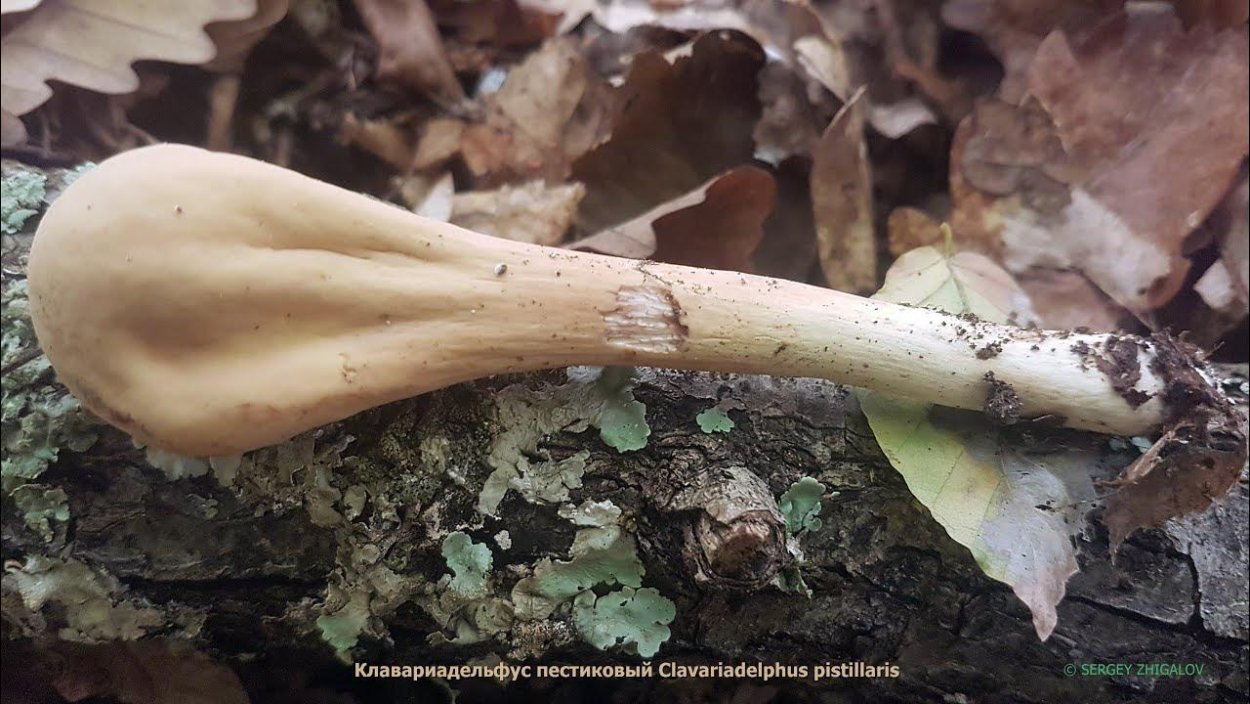 Грибы в Подмосковье 2020