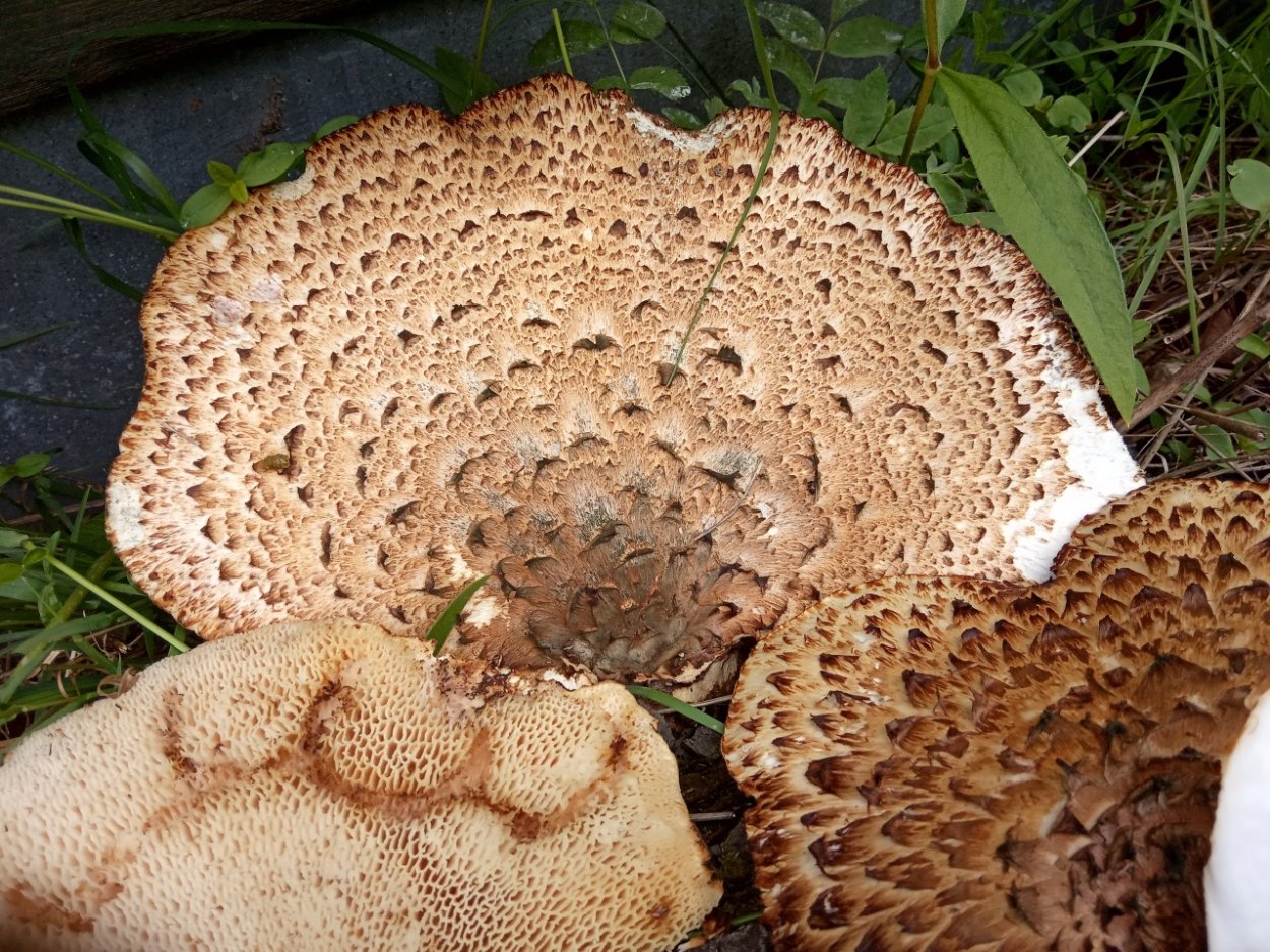 Съедобные грибы Северного Кавказа