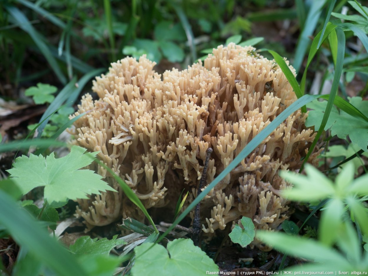 Грибы макромицеты Кавказского заповедника