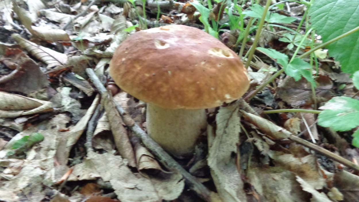 Грибы сушеные лисички 50 гр