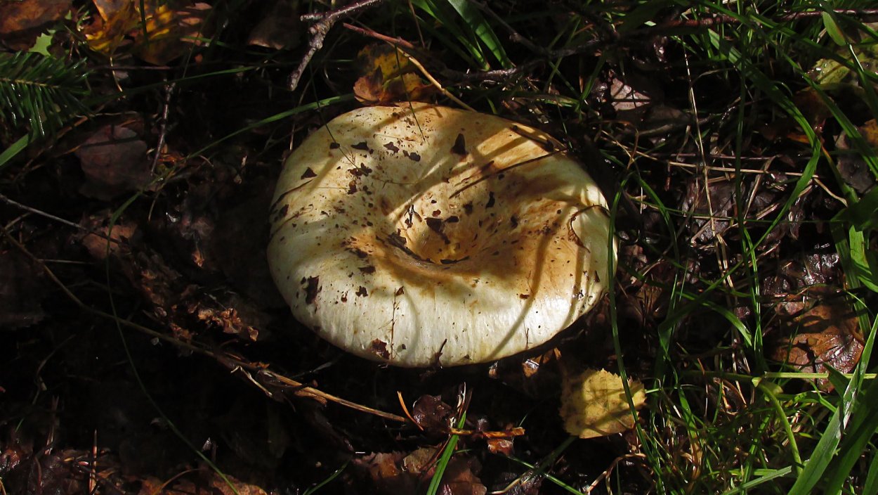 Редкие съедобные грибы Кавказа фото