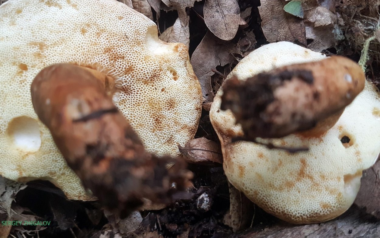 Дагестанская прическа махачкалинка