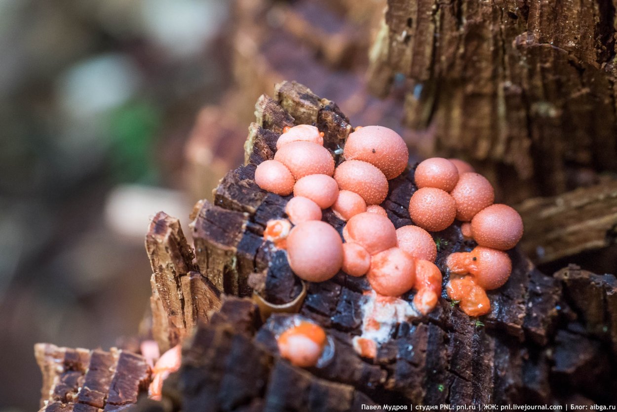 Подосиновик белый