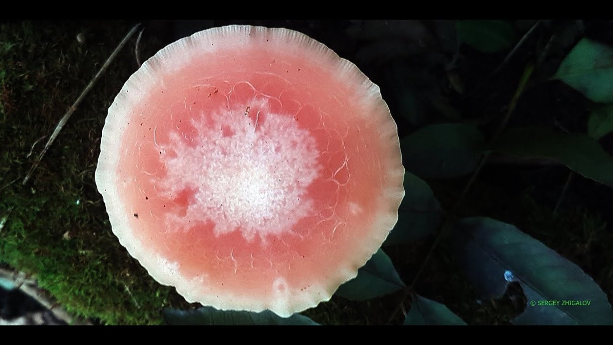 Книжные грибы