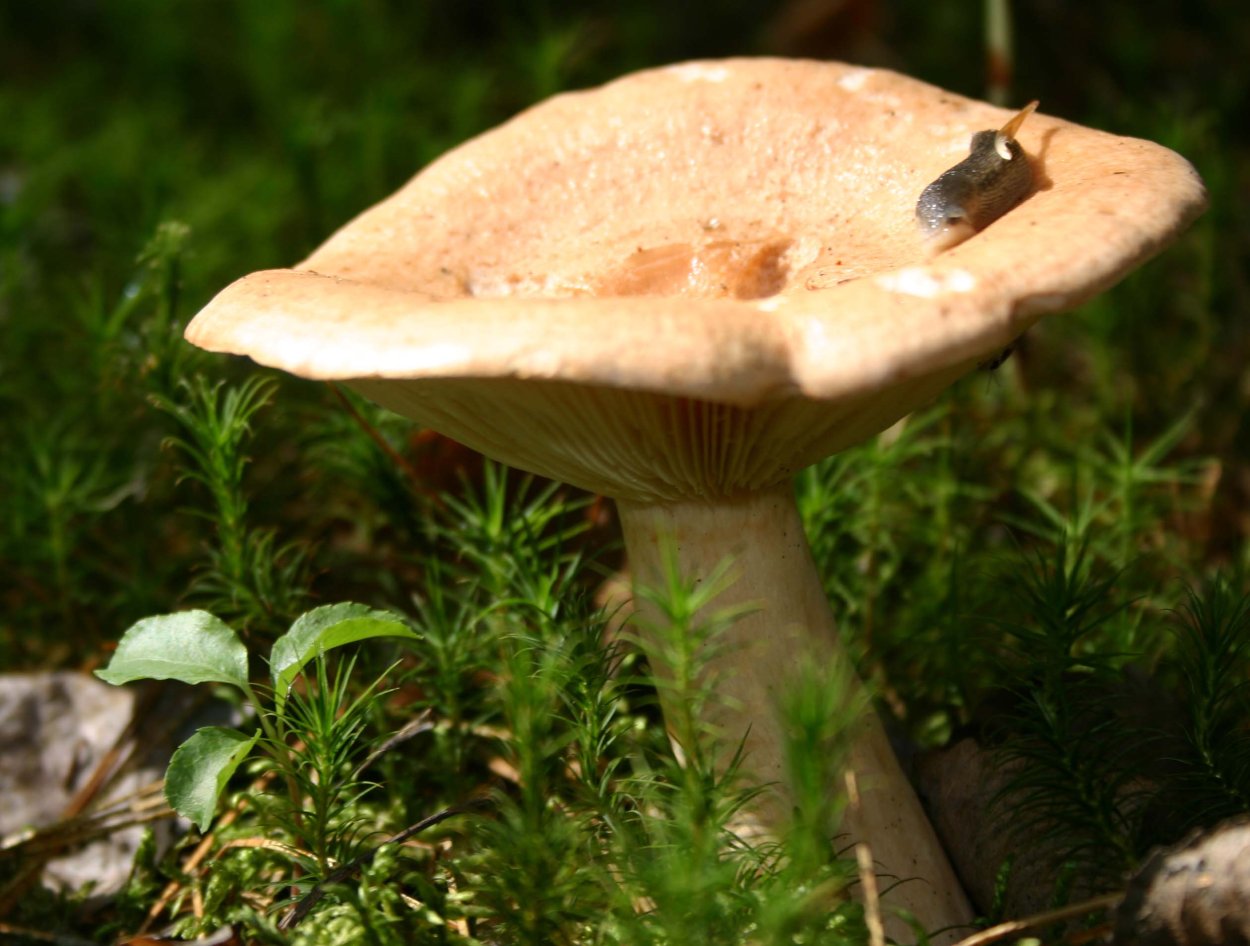 Грибы Ставрополья Меркулов