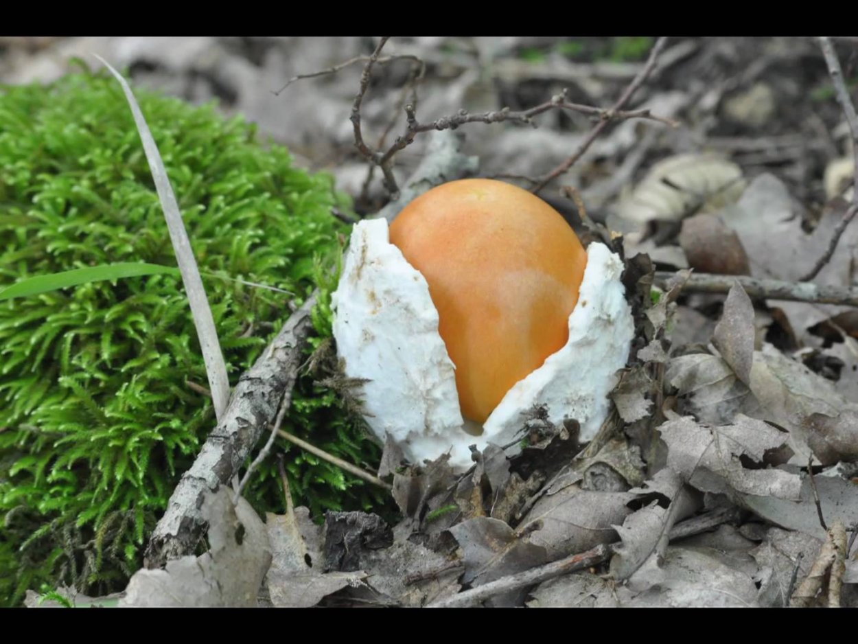 Осень грибы ягоды