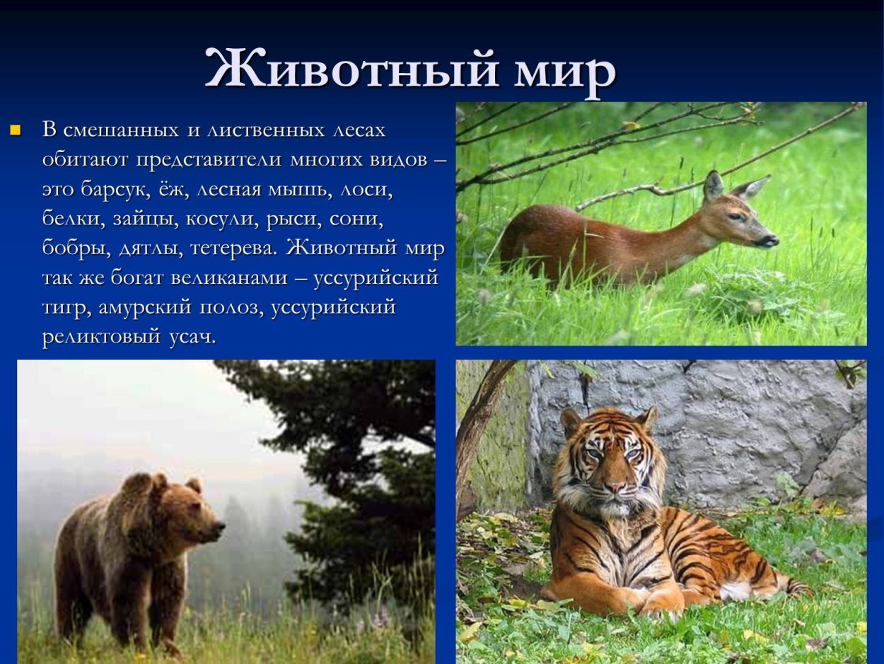 Животные природная зона смешанных и широколиственных лесов