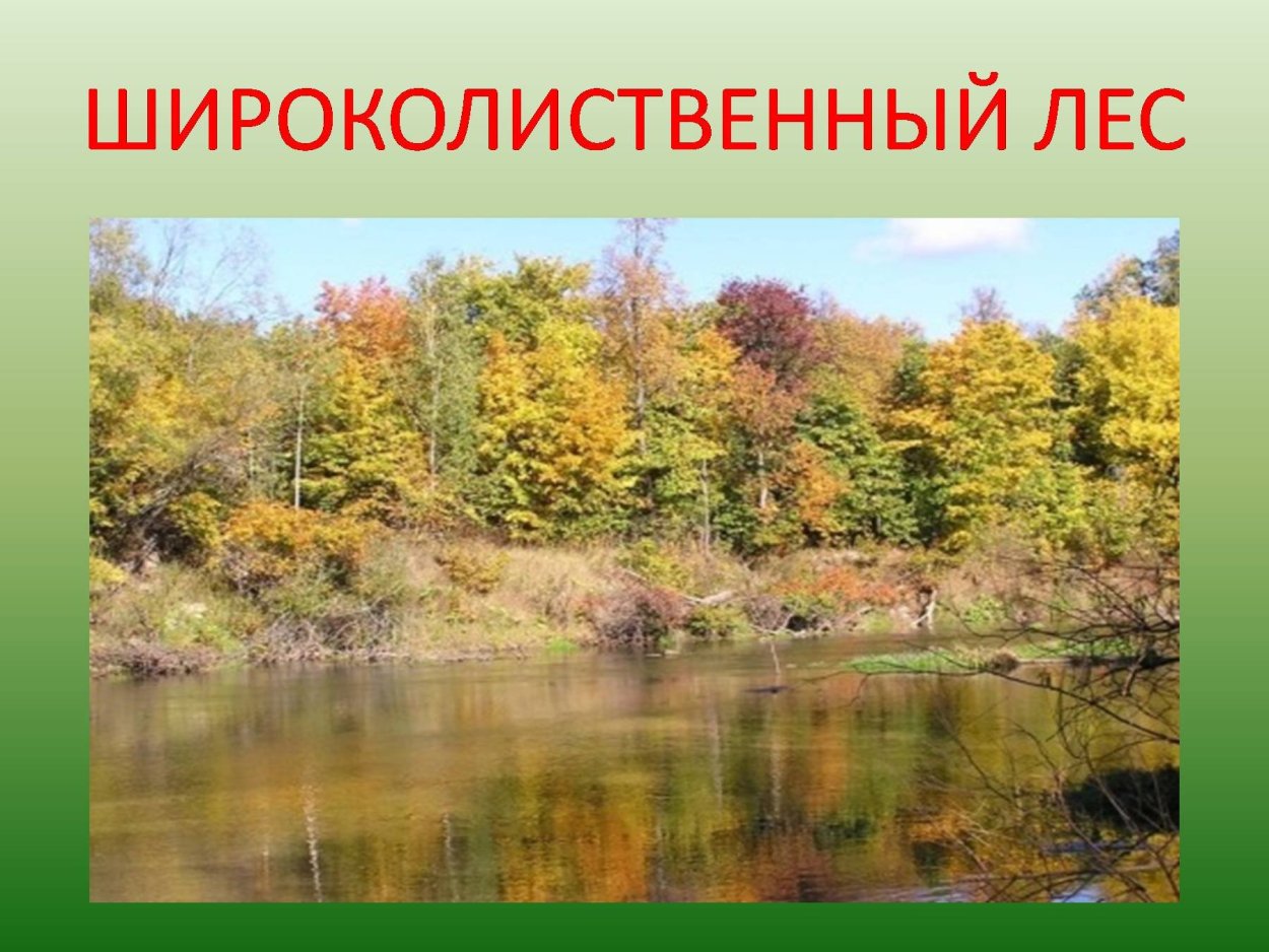 Тайга смешанный и широколиственный лес