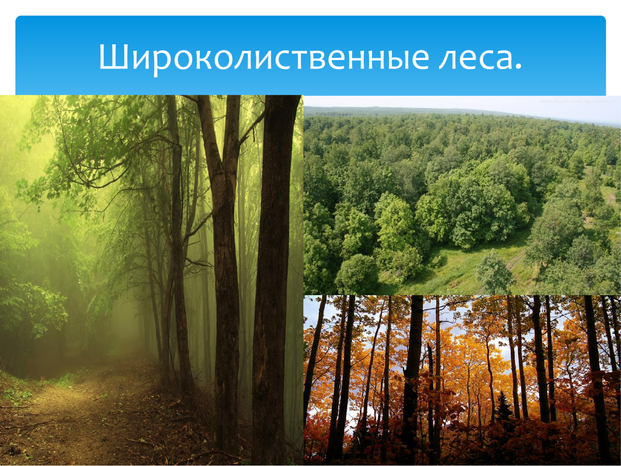 Тайга смешанный лес широколиственный лес