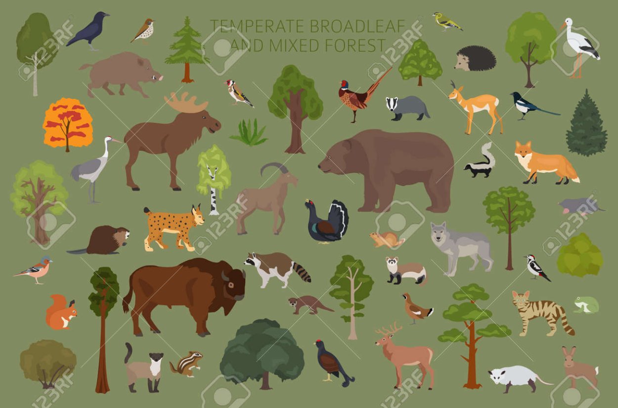 Смешанные леса животные и птицы